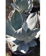 Agave Celsii &quot;Nova&quot; (5 Gal. Pot) - $106.68 CAD