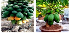 &quot;Dwarf Solo Waimanalo Tree 20 Seeds&quot; (Carica Papaya) Fast Fruit Houseplant - £17.57 GBP
