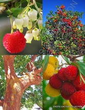 ARBUTUS UNEDO exotic fruit strawberry tree rare flowering madroño seed 30 SEEDS - £10.14 GBP