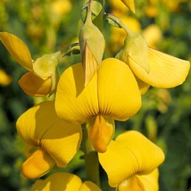 Smooth Rattlebox Bright 20 Seeds Wildflower Crotalaria Pallida Fresh Usa Seller - $14.67