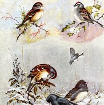 Sparrow Types And Junco 1955 Plate Print Birds Of America Nature Art DWEE32 - $24.99