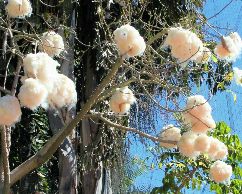 Ceiba pentandra Kapok Tree Silk Cotton Samauma 10 Seeds - $12.32
