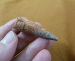 (DF233-6) 1-5/8&quot; Fossil REAL SPINOSAURUS DINOSAUR tooth Jurassic dino fo... - £17.17 GBP