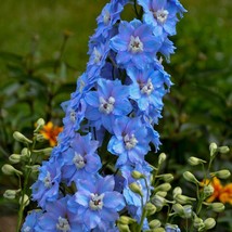 50 Million Dollar Sky Delphinium Seeds Perennial Flower Garden Seed Flowers - $9.99