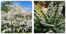6-12&quot; Tall Seedling - Snowmound Spirea Mounded Shrub - Live Plant - Quar... - $82.99