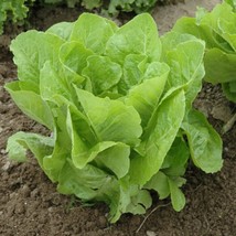 Jericho Lettuce 200 Seeds Lactuca Sativa Gardening Fresh USA Shipping - $24.80