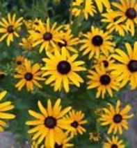 Black Eyed Susan Flower 500 Seeds  Fresh Garden Seeds Non-GMO Heirloom - £9.59 GBP