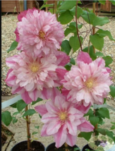 25 Double Light Pink Clematis Seeds Bloom Climbing Perennial Plumeria Seed - £13.23 GBP