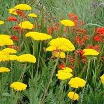 80 Yarrow, Cloth Of Gold, Achillea / Deer Resistant, Perennial Flower Seeds Gard - $8.98