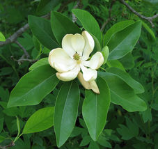 Sweetbay Magnolia Laurel Magnolia Swamp Magnolia 10-18&quot; in Height Quart Pot - £33.62 GBP