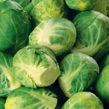 Brussel Sprouts Seeds 300 Long Island Vegetable Fresh Garden Fast Shipping - $3.88