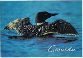 Postcard Bird Common Loon Canada 4 1/2&quot; x 6 3/4&quot; - £2.31 GBP