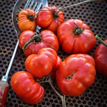 Tomato Costoluto Genovese Vegetable Seeds Non-Gmo - Lake Valley 12/23 Fresh Gard - $5.50