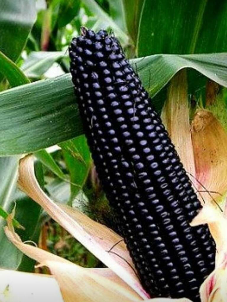 Giant Black Corn Glutinous Maize Hybrid High Yield, 200 grams