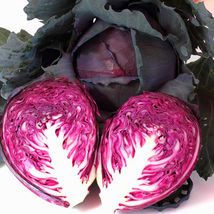 SHIP FROM US RED ACRE CABBAGE SEEDS - 8 OZ SEEDS - HEIRLOOM, NON-GMO, TM11 - $59.80