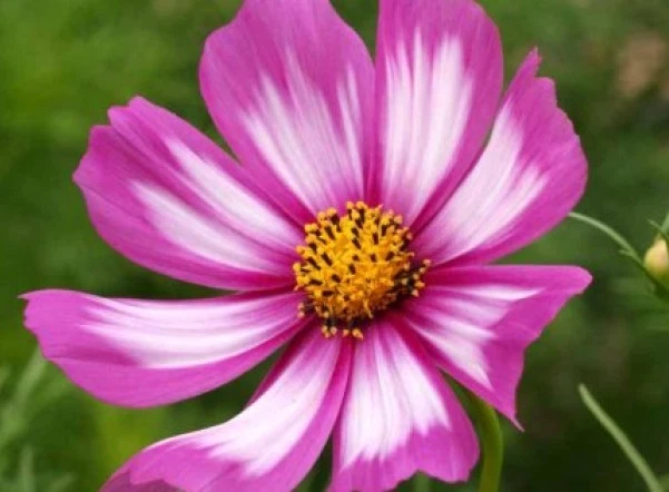 COSMOS CANDYSTRIPE 30 FRESH FLOWER SEEDS  - €1,59 EUR