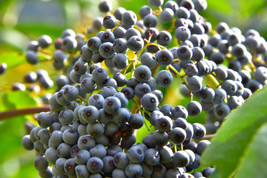 150 Seeds Blue Elderberry Sambucus Caerulea Heirloom Seeds Swift Bloom Instant G - $8.35