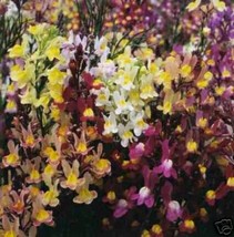 Best Snapdragon Baby Toadflax Mix 200 Seeds - £6.94 GBP
