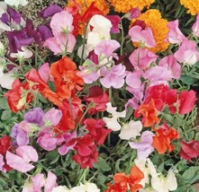 US Seller 25 Seeds Sweet Pea Knee High Mix 36&quot;&quot; Dwarf Vine Great For Containers - £8.43 GBP