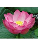 Heirloom 'Hong Guniang' Red Lotus (Nelumbo Nucifera) 2 Seeds - $9.10