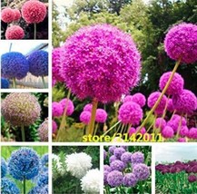 Worldwide Shipping 100Pcs Allium Giganteum Flower Mixed Seeds - $12.36