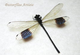 Black-banded Euphaea Decorata Gossamerwing Dragonfly Framed Entomology S... - £46.74 GBP