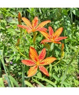KKG Belamcanda Chinensis Blackberry Lily 10 Seeds Fresh Garden - $9.89