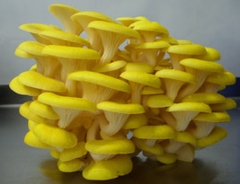 28gr/1(oz.)YELLOW,GOLD OYSTER MYCELIUM SEEDS FOR LOGS,COFFEE GROUNDS, SU... - $12.99