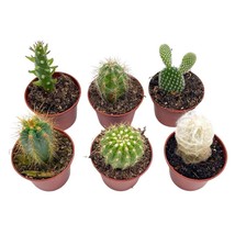 Mini Cacti Assortment, Tiny Cactus Set, Bunny Ears, Old Man, Pink eves pin Needl - £21.88 GBP