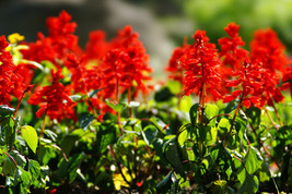 SR12Store Sage Scarlet Humming Birds Red Flower 300 Seeds US Product - £6.99 GBP