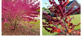 120 Giant Redbud Tree Seeds - Showy Flowering Shrub (Cercis gigantea) Free Shipp - £20.77 GBP