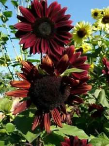 10 Chocolate Cherry Premium Sunflower Seeds Beautiful Usa Stunning Fresh - £7.10 GBP