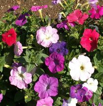 Dwarf Petunia Mix Seeds, Multicolor Mix, Compact, Variety Sizes Sold, FR... - $1.67+