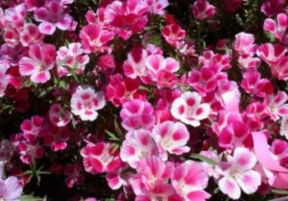  100 SEEDS GODETIA FAREWELL TO SPRING FRESH SEEDS  - £5.55 GBP