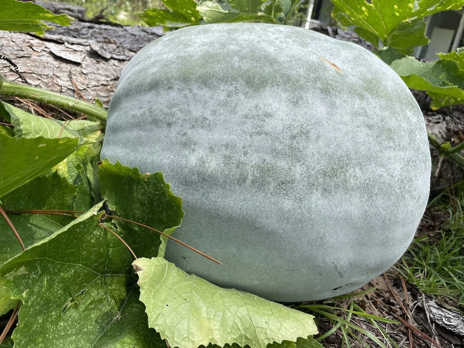 KS Wax Gourd White Ash Gourd Winter Melon Organic Non Gmo Planting 30 Seeds  - £7.49 GBP