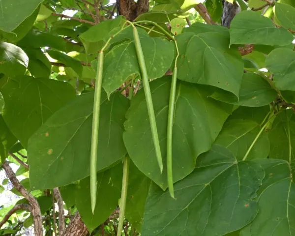 Catalpa Tree Seeds For Planting-50 Seeds To Grow-Stunning Flowers, Large... - £15.92 GBP
