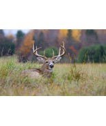BRN Dinner Getter Whitetail Deer Food Plot Seeds For Planting 10 Way Mix... - €59,38 EUR