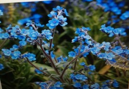 Grow In US Forget Me Not Flower Seeds - £6.04 GBP