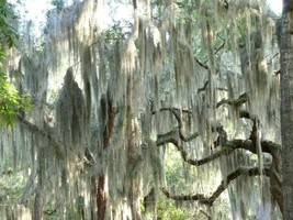 30 seeds Spanish Moss Heirloom Seeds Quick to Sprout Garden Delight - £6.38 GBP