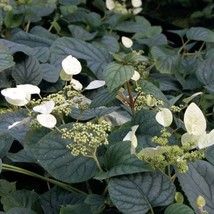 Schizophragma Hydrangeoides Moonlight Climbing Hydrangea 4 Inch Pot Size New Fas - £37.51 GBP