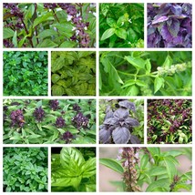 Basil Seeds Collection, NON-GMO, 12 Different Varieties, Heirloom, FREE SHIPPING - £1.30 GBP+