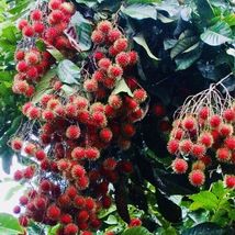 Rambután (Nephelium lappaceum) Exotic Live Fruit Tree 36”-48” - £94.81 GBP