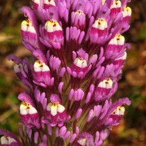 US Seller Castilleja Exserta Exserted Indian Paintbrush Purple Owls Clover 500 S - $17.20