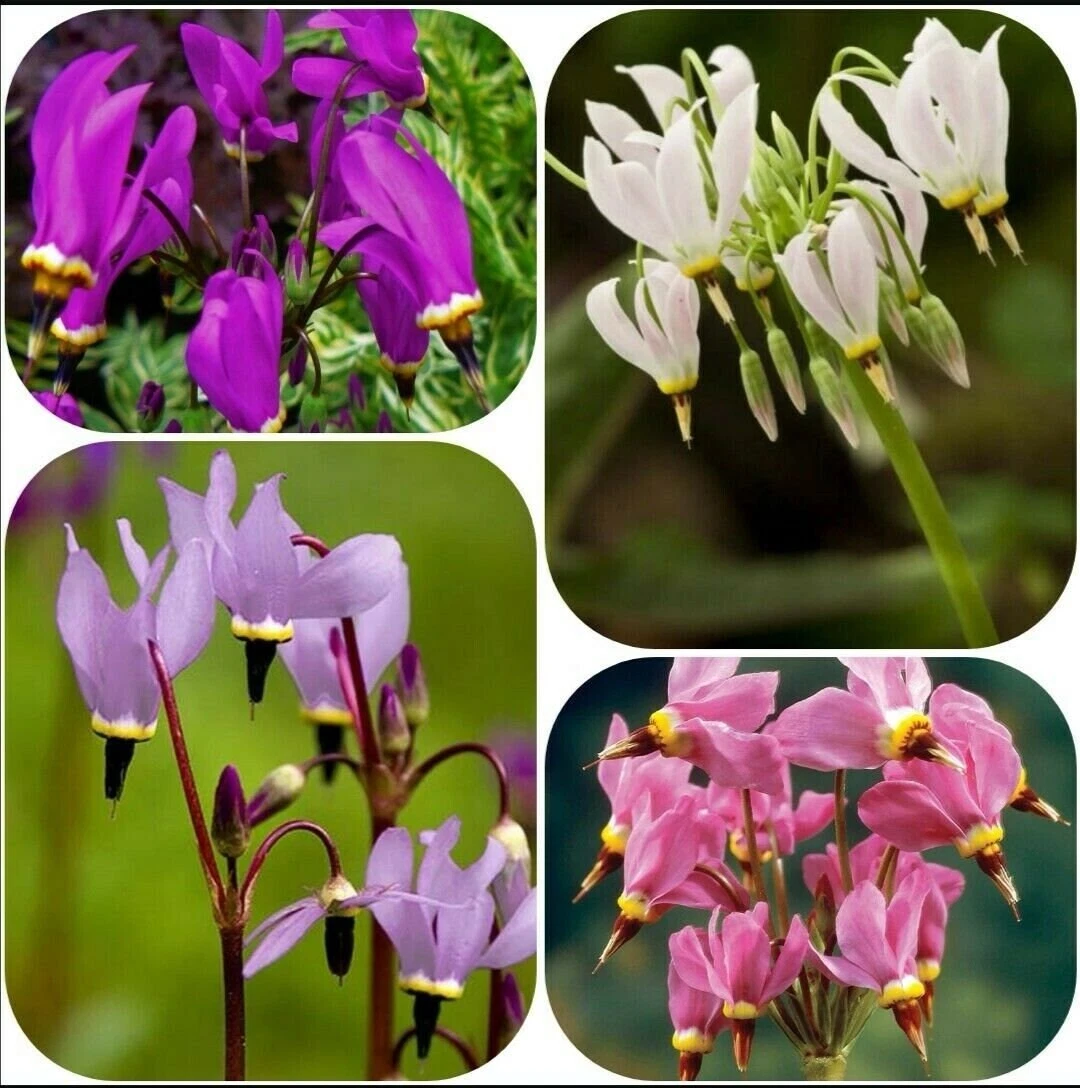 50+ Shooting Star &#39;Deluxe Mix&#39; Seeds - Primula meadia - American Cowslip - $12.33