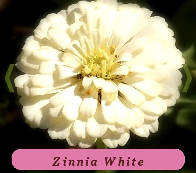 White Zinnia Seeds Vibrant Colors Polar Bear Zinnia Seeds 500 + Seeds - $9.57
