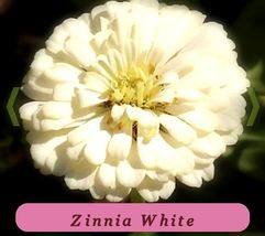 7555 zinnia white pop thumb200