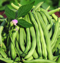 Grow 15 Tendergreen Improved Green Bush Bean Seeds Stringles Bean Heavy Producer - £7.18 GBP