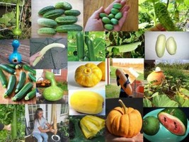 MBK Select Seeds Ets From List Gourd Cucumber Pumpkin Luffa Squash Easy ... - $10.50
