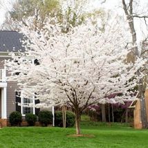 5 Yoshino Cherry Tree Seeds Flowering Japanse Ornimental Garden Pink Seed - £7.89 GBP