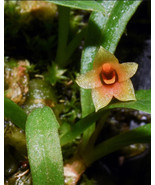 PORPAX SCAPOSA MINIATURE ORCHID MOUNTED - £29.46 GBP